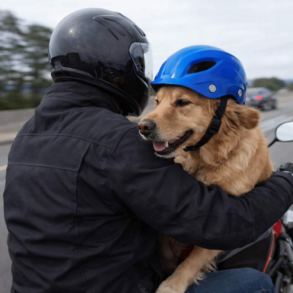 خوذة للحيوانات الأليفة قابلة ل - مراجعة Motorcycle Gear For Dogs وسعره